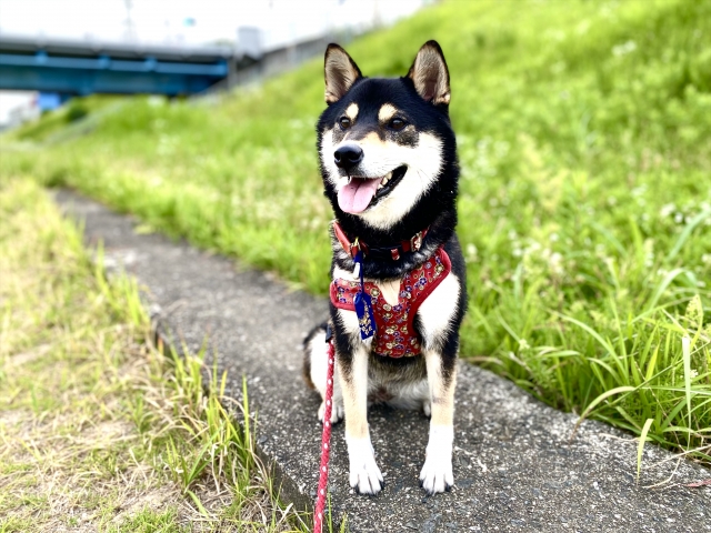 犬も麻呂眉